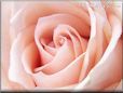 rose light pink white closeup