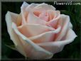 rose light pink white flower