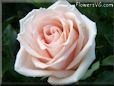 rose light pink white large bloom