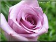 rose light purple