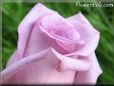 rose light purple flower