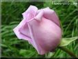 rose light purple garden flower