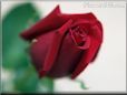 rose maroon_ beautiful flower