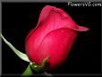 rose maroon flower
