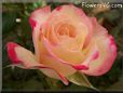 rose pink yellow flower