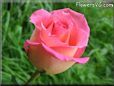 rose pink yellow short stem