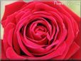 rose red bloom