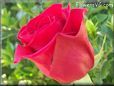 rose red bloom flower
