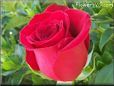 rose red bloomed flower