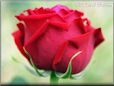 rose red flower bloom