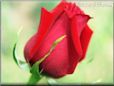 rose red flower cut
