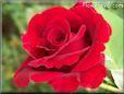 rose red garden flower