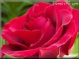 rose red garden flower bloom