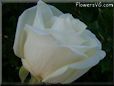 rose white garden flower