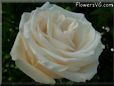 rose white garden flower bloom