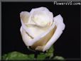 rose white single flower