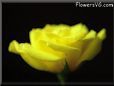 rose yellow cut flower