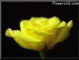 rose yellow cut flower black background