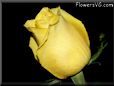 rose yellow cut flower single