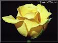 rose yellow cut single blooms