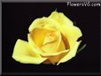rose yellow cut single bloom flower