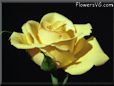 rose yellow cut single bloomed
