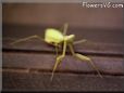 prying mantis