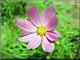 cosmos flower picture