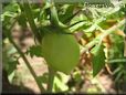 green pear tomato