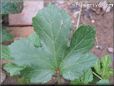 okra leaf