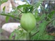pear tomato