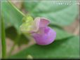 purple pink bean flower blossom