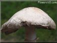 big large mushroom