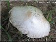 big large mushroom