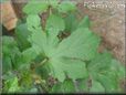 okra leaf pictures