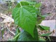 green bean leaf