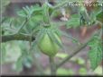 small pear tomato