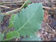  kohlrabi leaf