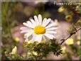  shasta daisy flower picture