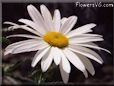 white shasta daisy picture