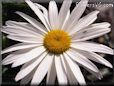white shasta daisy flowers picture