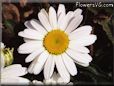 white shasta daisy flower pictures