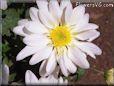 white shasta daisy flower photos