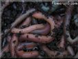 Night crawler Earthworm pictures