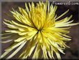 chrysanthemum flower picture