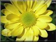 yellow daisy flowers picture