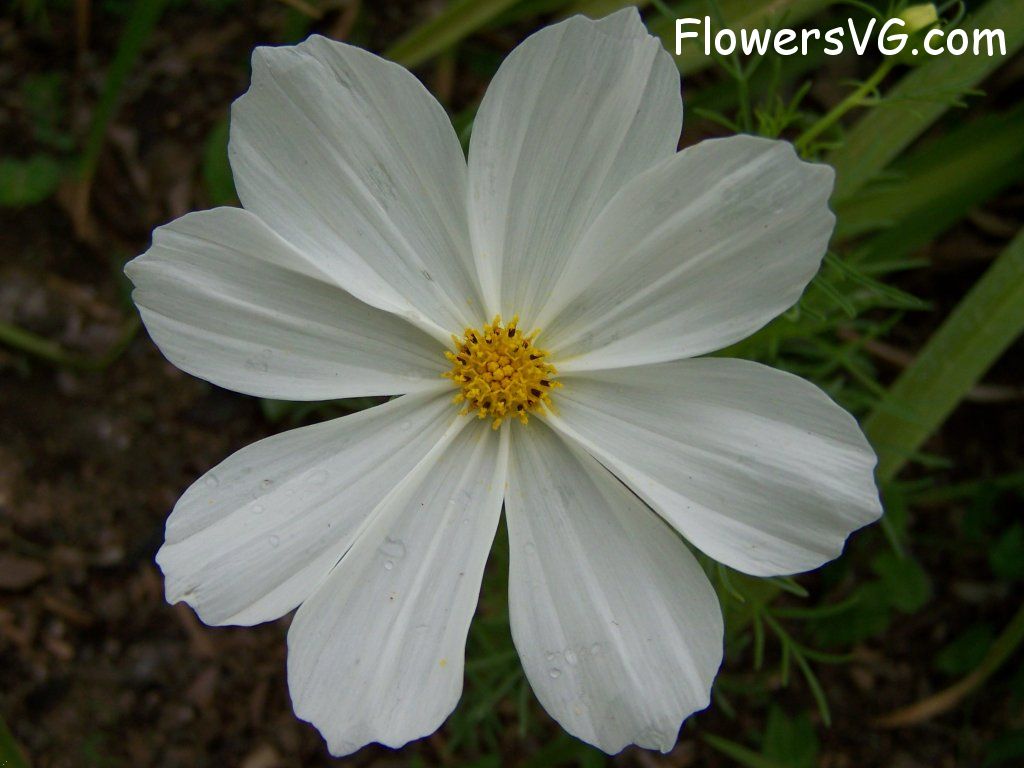 daisy flower Photo abflowers4822.jpg