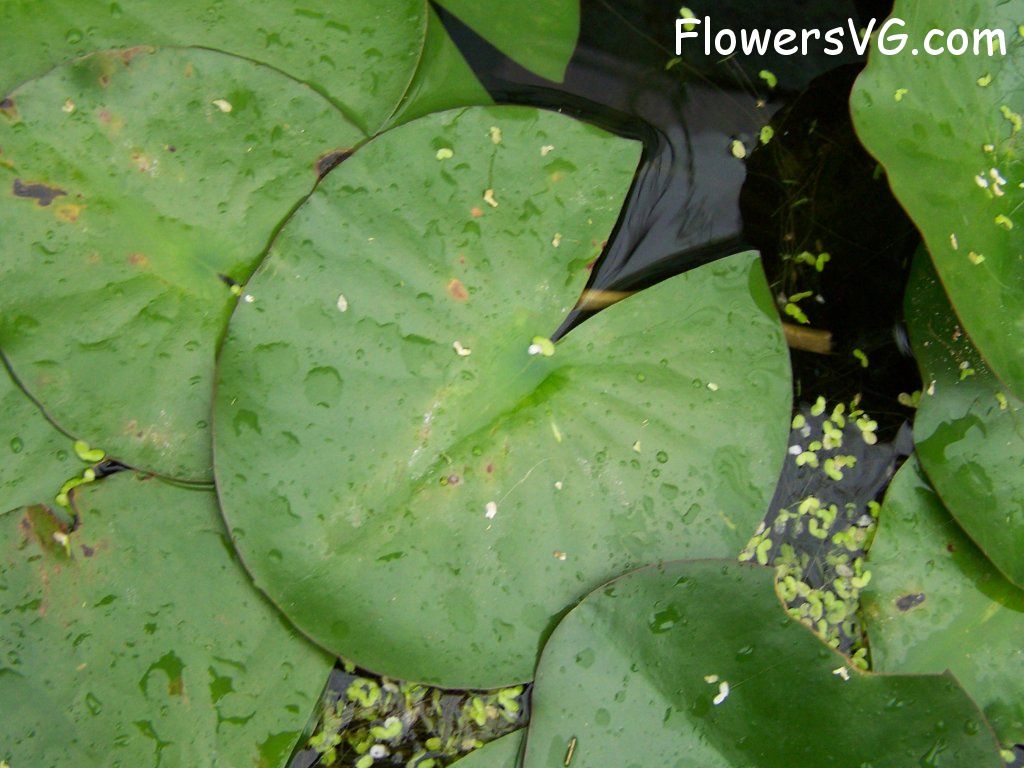 lily flower Photo abflowers4831.jpg