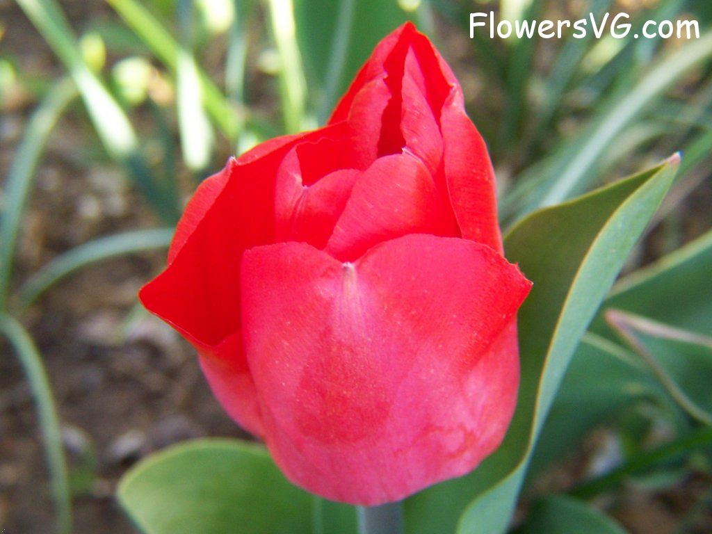 tulip flower Photo abflowers7618.jpg