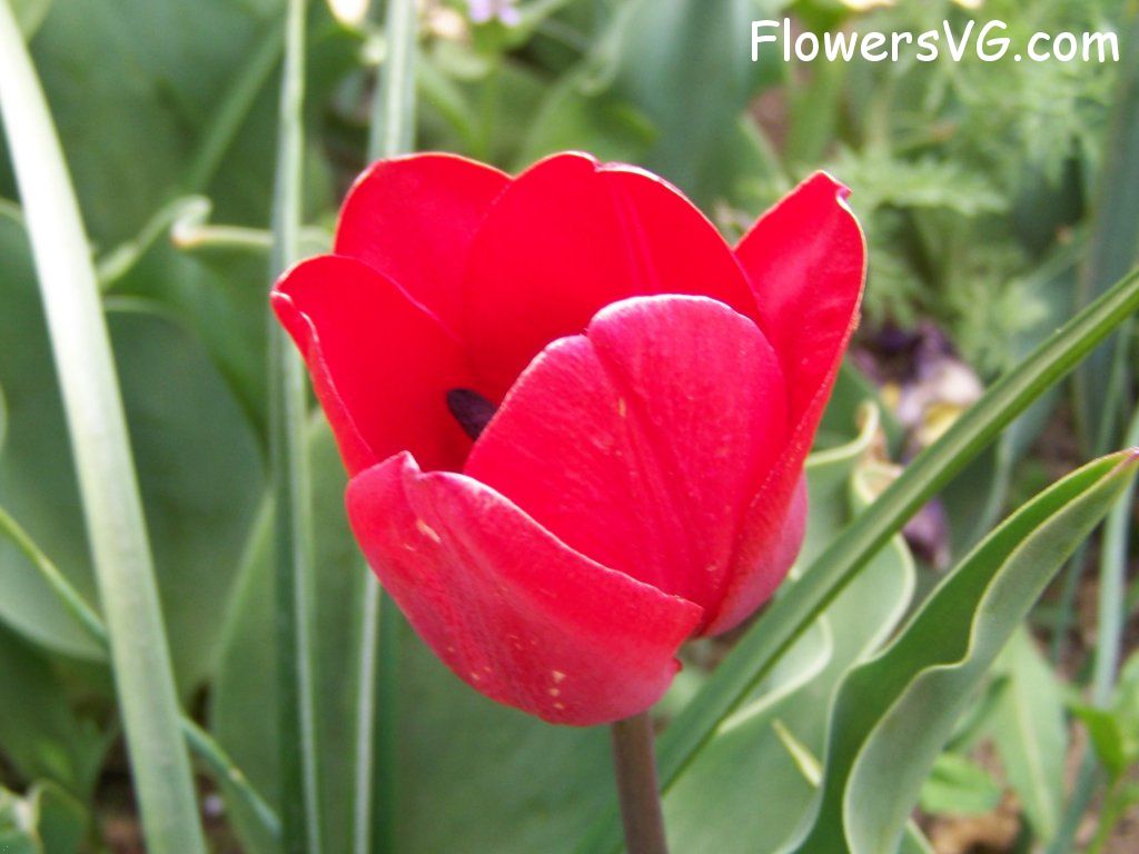 tulip flower Photo abflowers7664.jpg